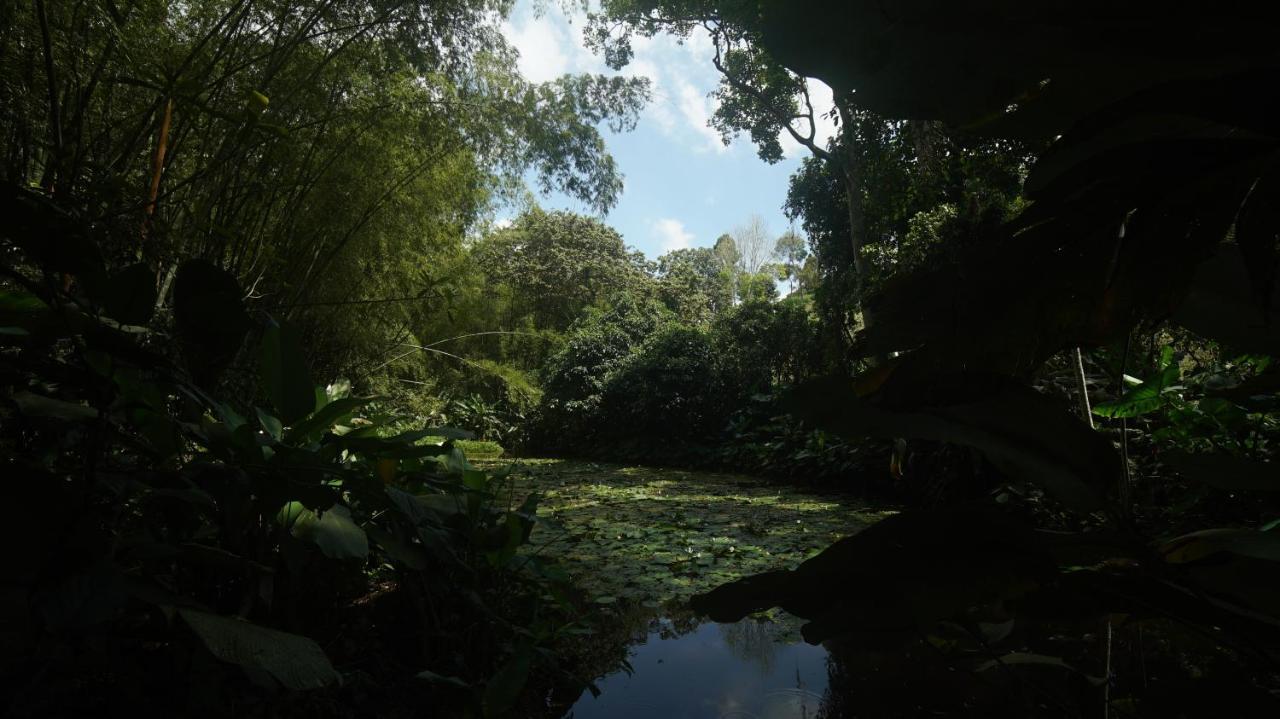 Finca La Argelia Quimbaya Ngoại thất bức ảnh