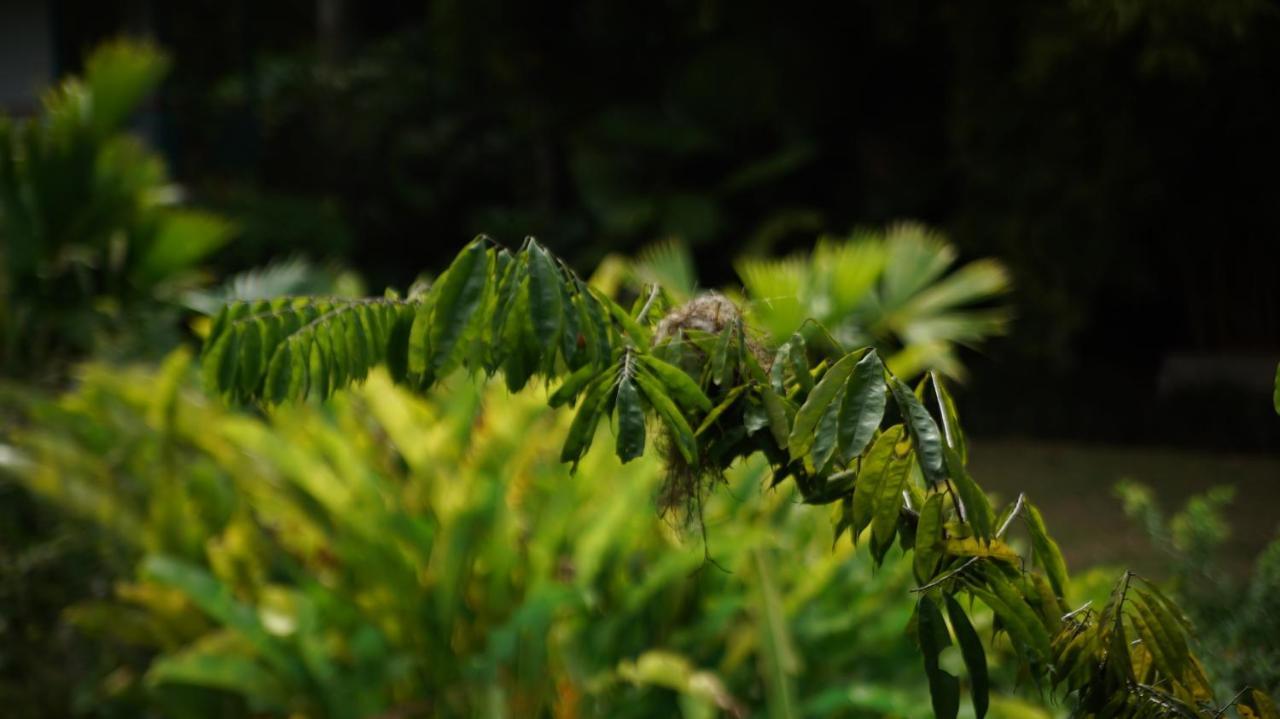 Finca La Argelia Quimbaya Ngoại thất bức ảnh